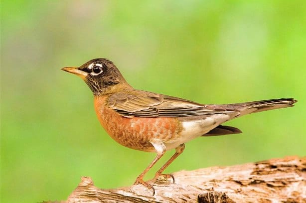 30 Interesting Facts About Robins Birds 2 30 Interesting Facts About Robins Birds