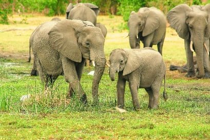 25+ Amazing Facts About Elephants 2 25+ Amazing Facts About Elephants