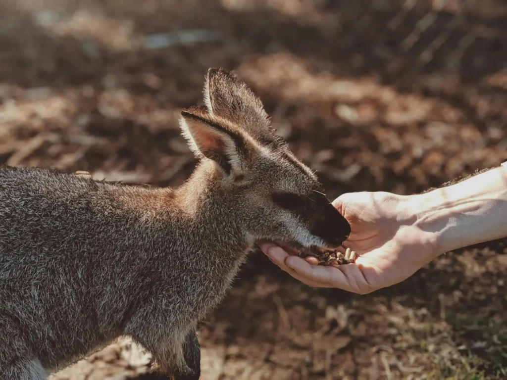12 Interesting Facts About Australia 8 12 Interesting Facts About Australia