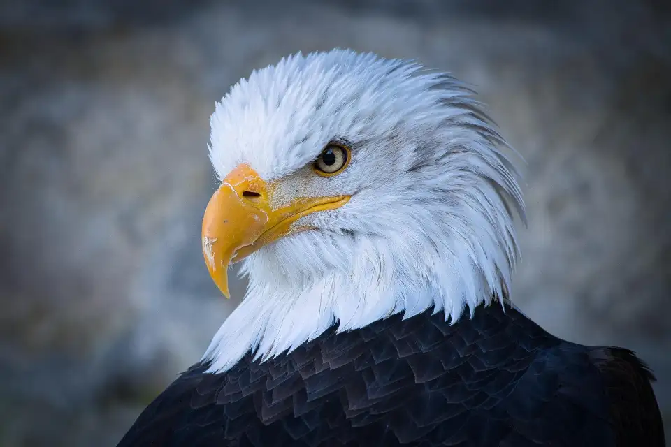 50 Unique Facts About Philippines 11 Philippines eagle