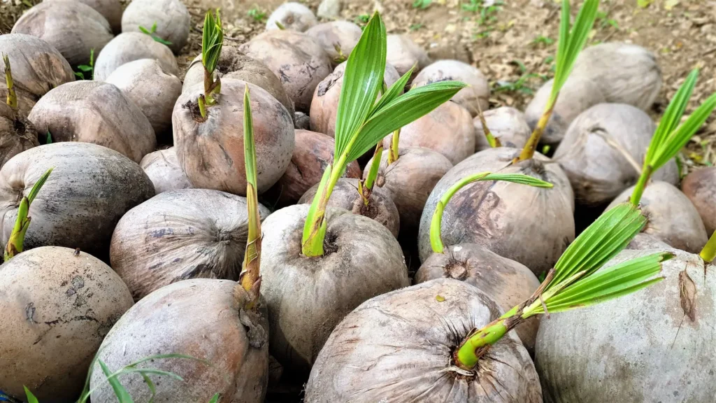 50 Unique Facts About Philippines 13 Coconuts